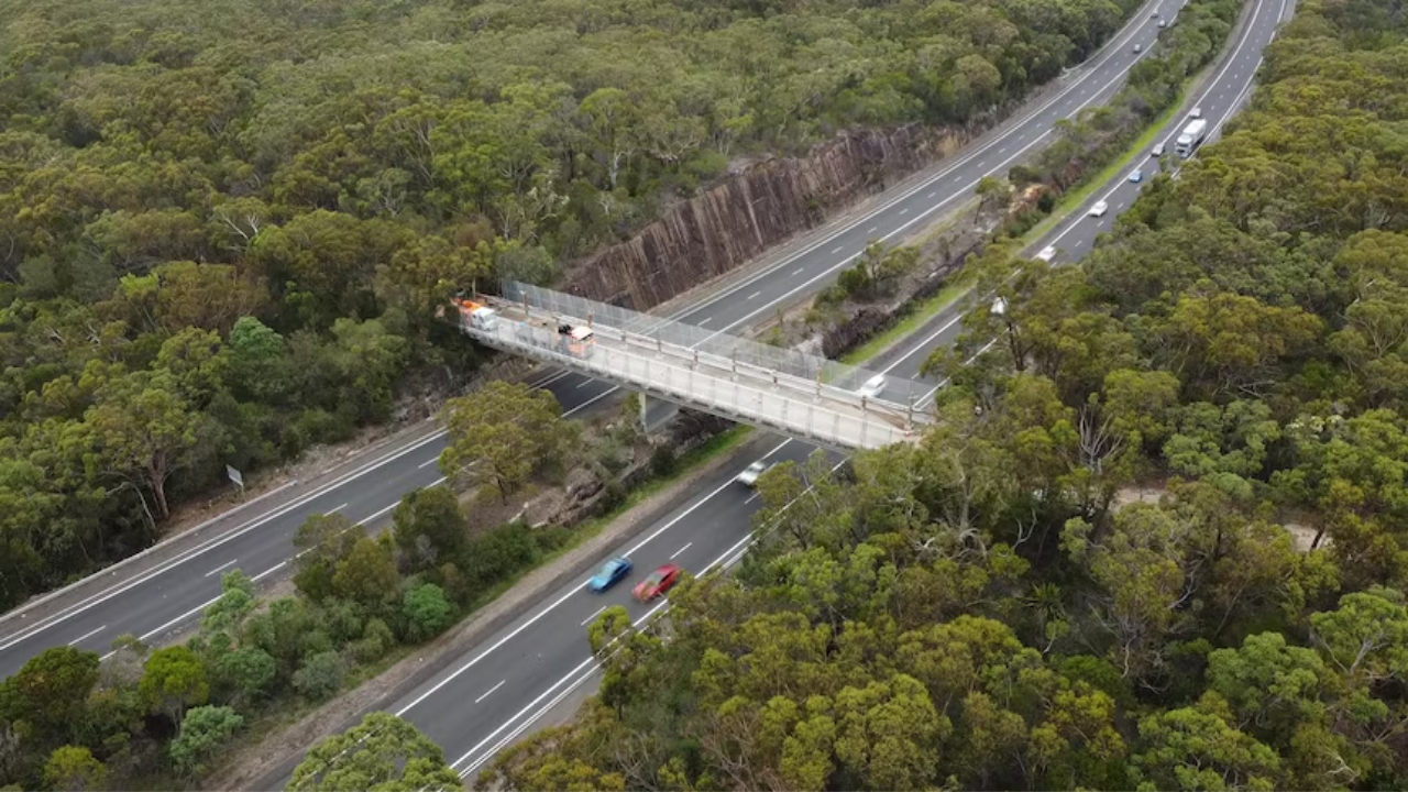 52-year-old idea turns Australian bridge into wildlife corridor over motorway