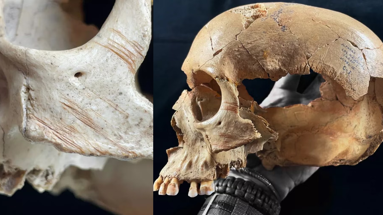 Spanish caves reveal repeated cannibalism, from violence to skull cups