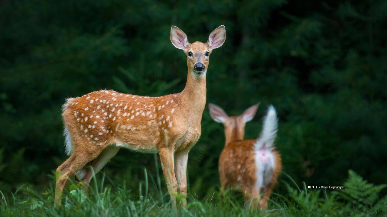 Deer fled human voices 64% of the time, then learned to ignore them