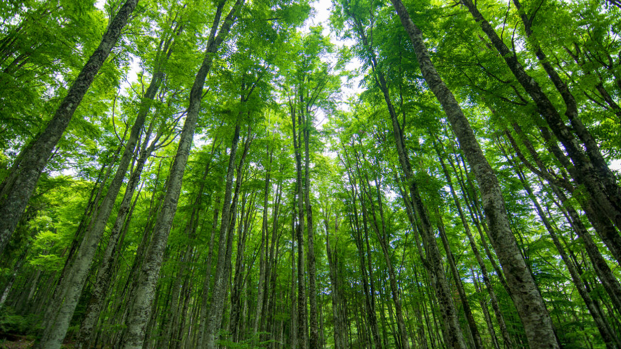 Minnesota trees adapted to 3.4°C warming, cutting expected CO₂ rise by 80%