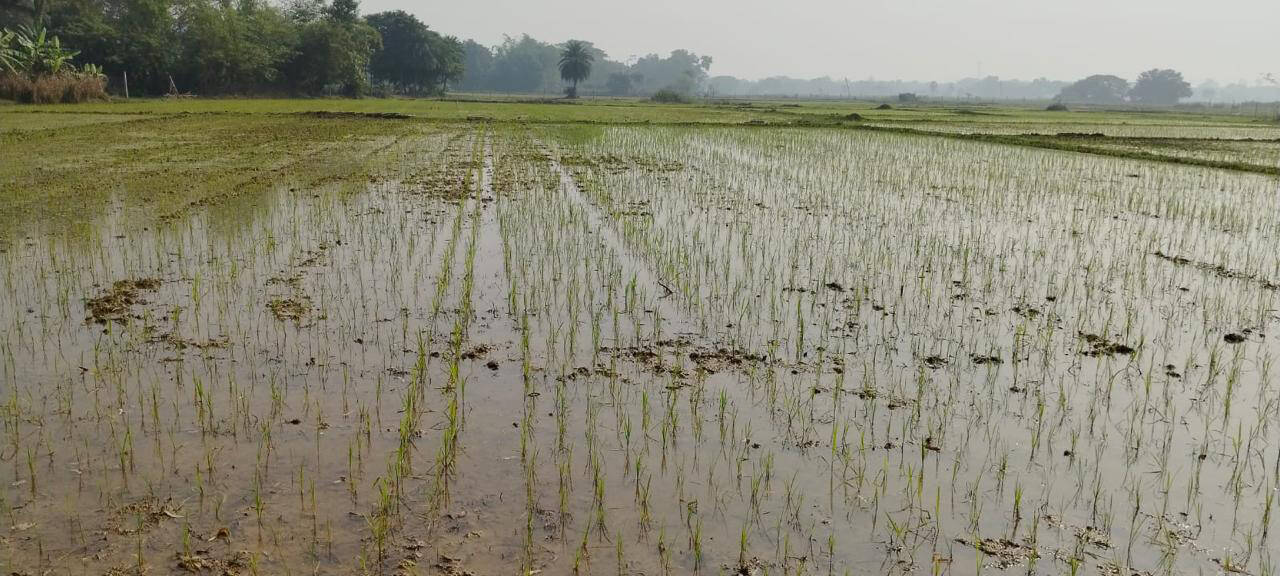 Palaniswami accuses TVK government of failing to ensure paddy procurement