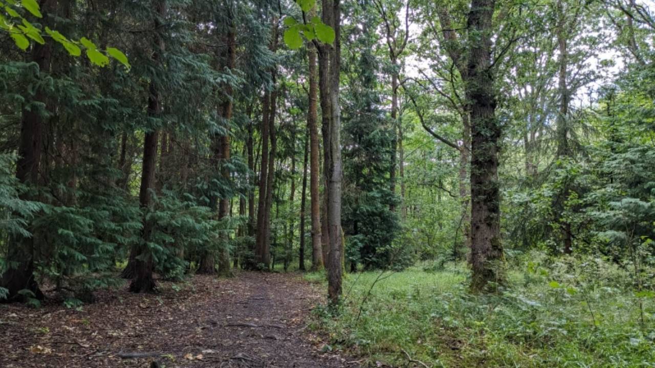 £5.9M project to revive England's 105,000-acre 'Ghost Woods'