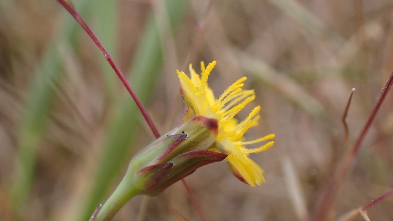 Plant Diversity Jumps On Rewilded Farm: species on ex-arable plots leap fourfold; survey shows rapid gains
