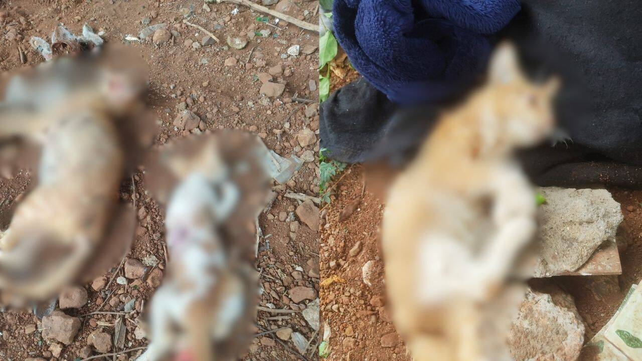 Mumbai cat killings: 20 found dead, mutilated; Rs 50k reward to trace mystery killer(s)