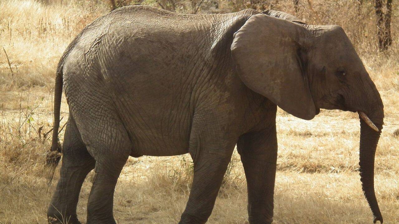 African elephants raid Tanzanian farms; studies reveals when and why they attack