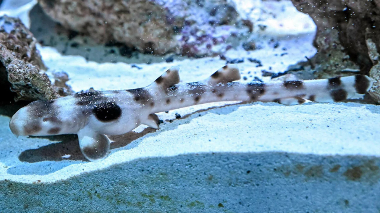 No-dad pup: Female shark produced baby without a male in Illinois zoo