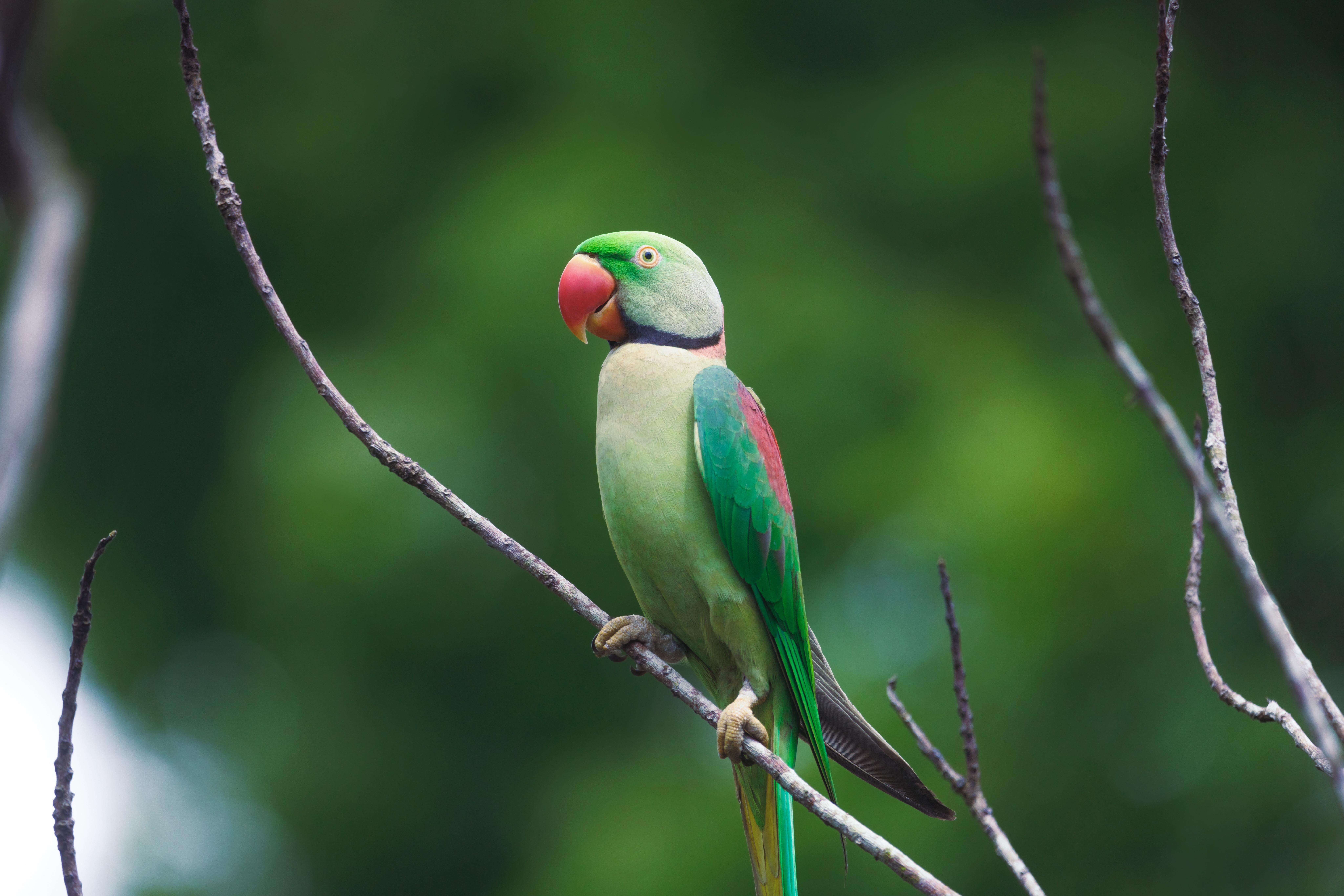 2,100 parakeets transported cruelly in seven cages on Howrah-Mumbai train, FIR registered