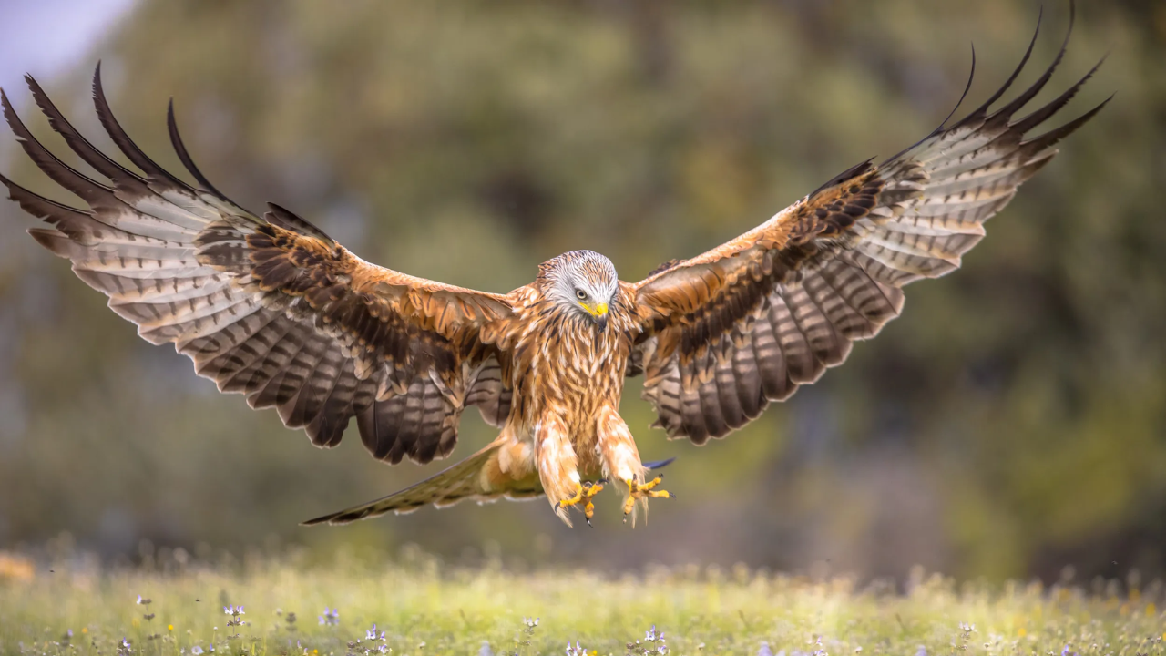 In 1989, Britain began reintroducing red kites after persecution left fewer than 10 breeding pairs