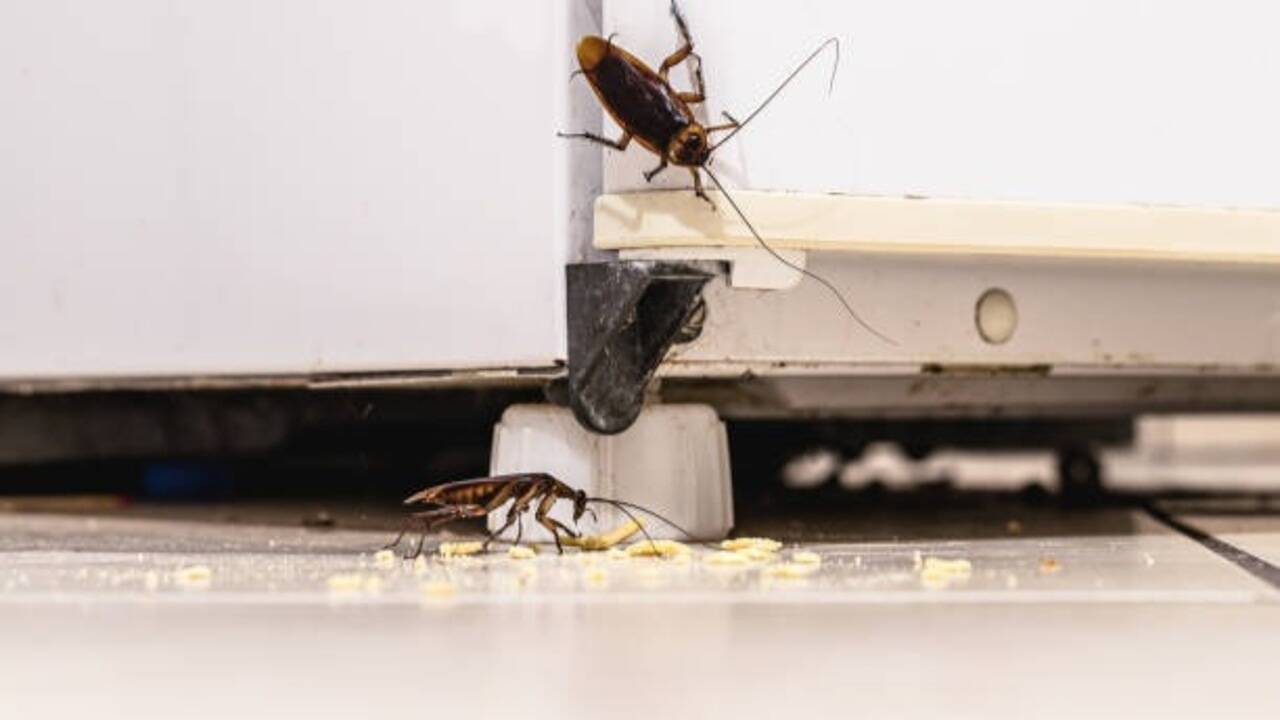 7 simple ways to keep cockroaches out of your home