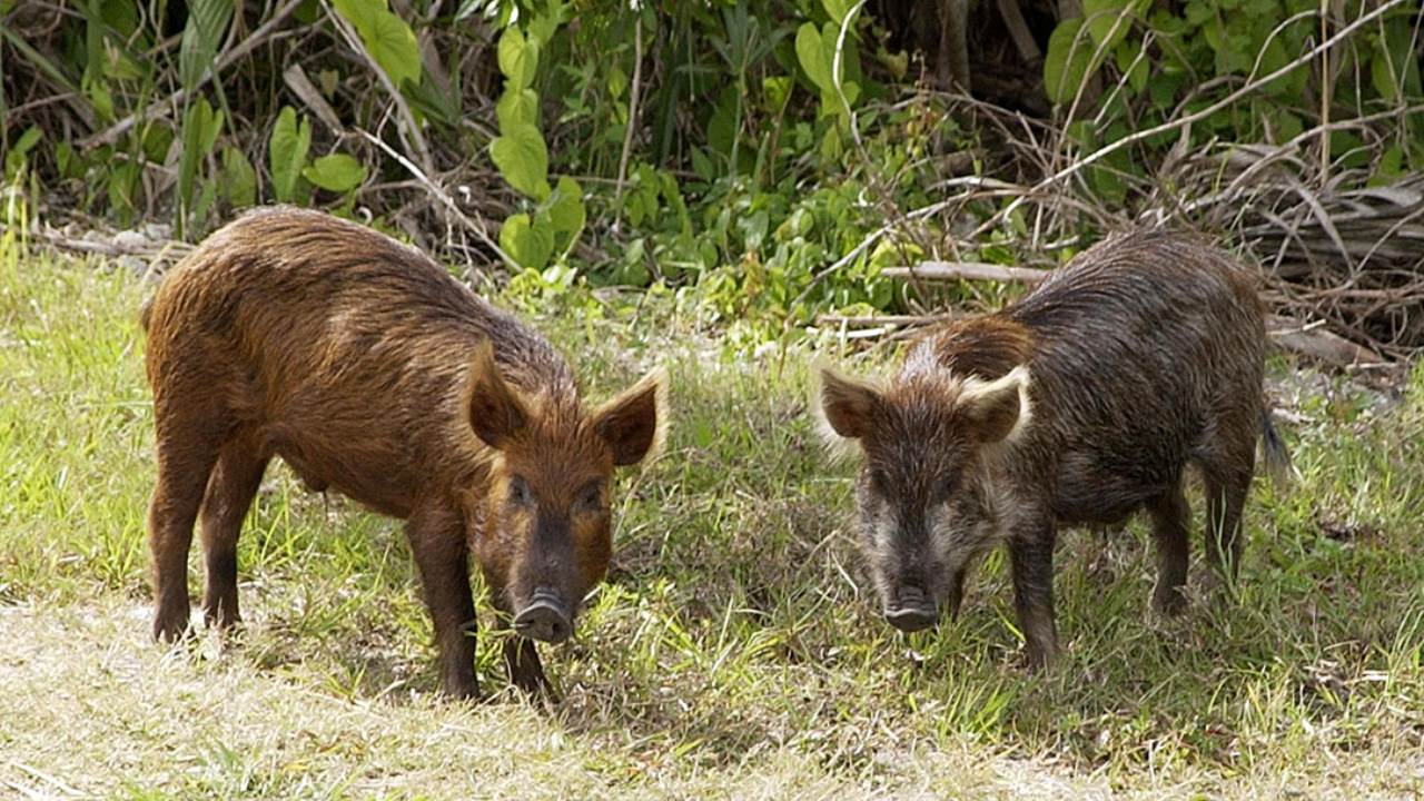 5,036 feral pigs removed from Santa Cruz Island; fox population rebounded