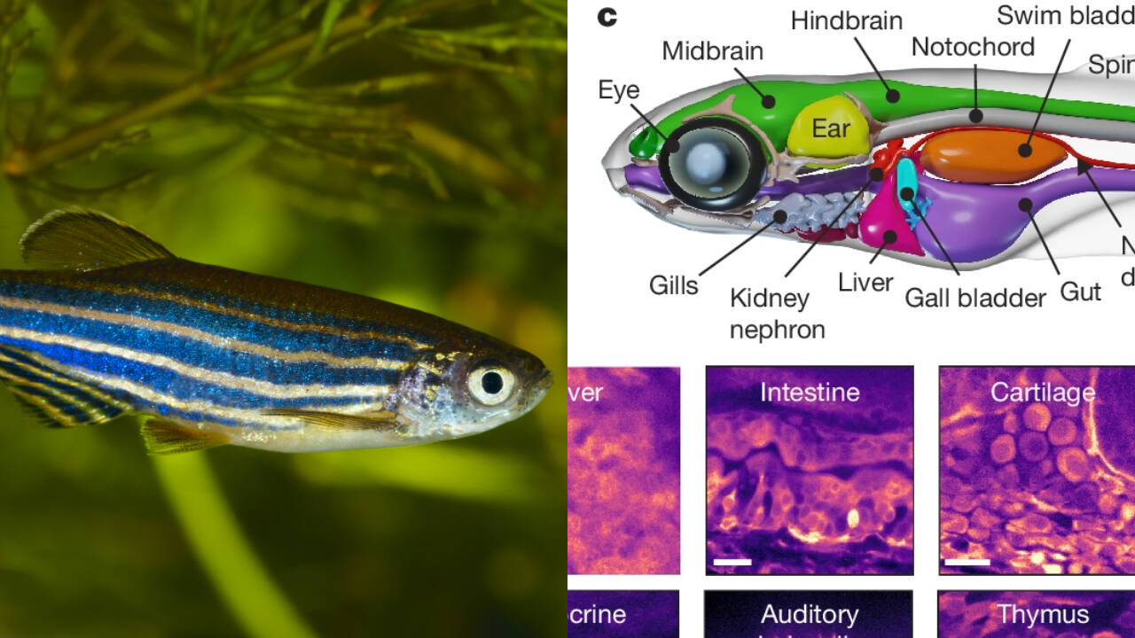 Scientists watch signals across nearly every cell of a living vertebrate at once