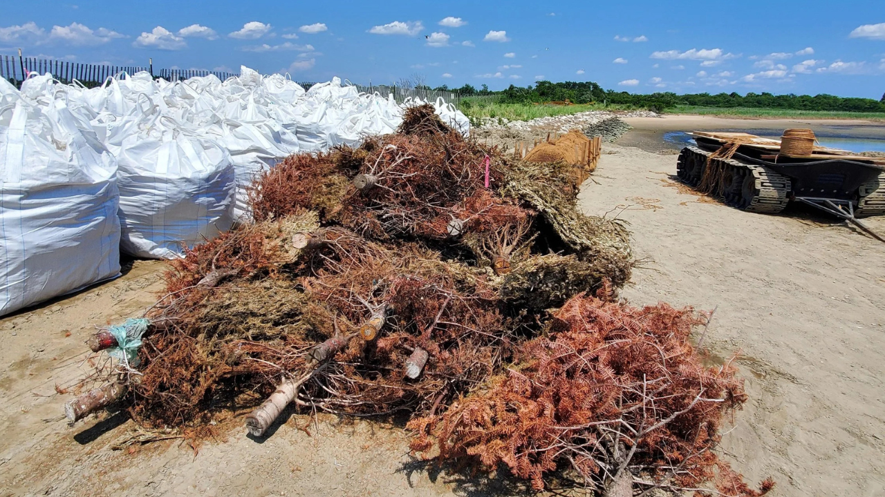 New York turned 250 Christmas trees into breakwaters to restore salt marsh
