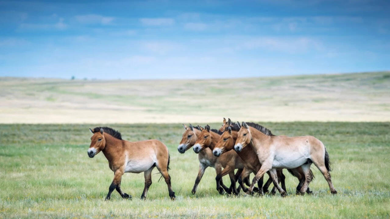 World’s only truly wild horse rebounds from extinction; population tops 900