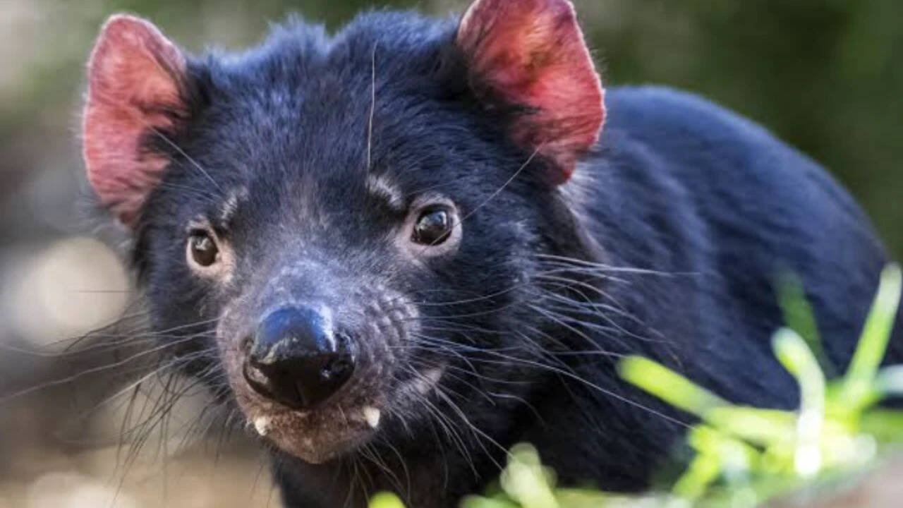 Tasmania moved devils to Maria Island; 3,000-pair penguin colony disappeared