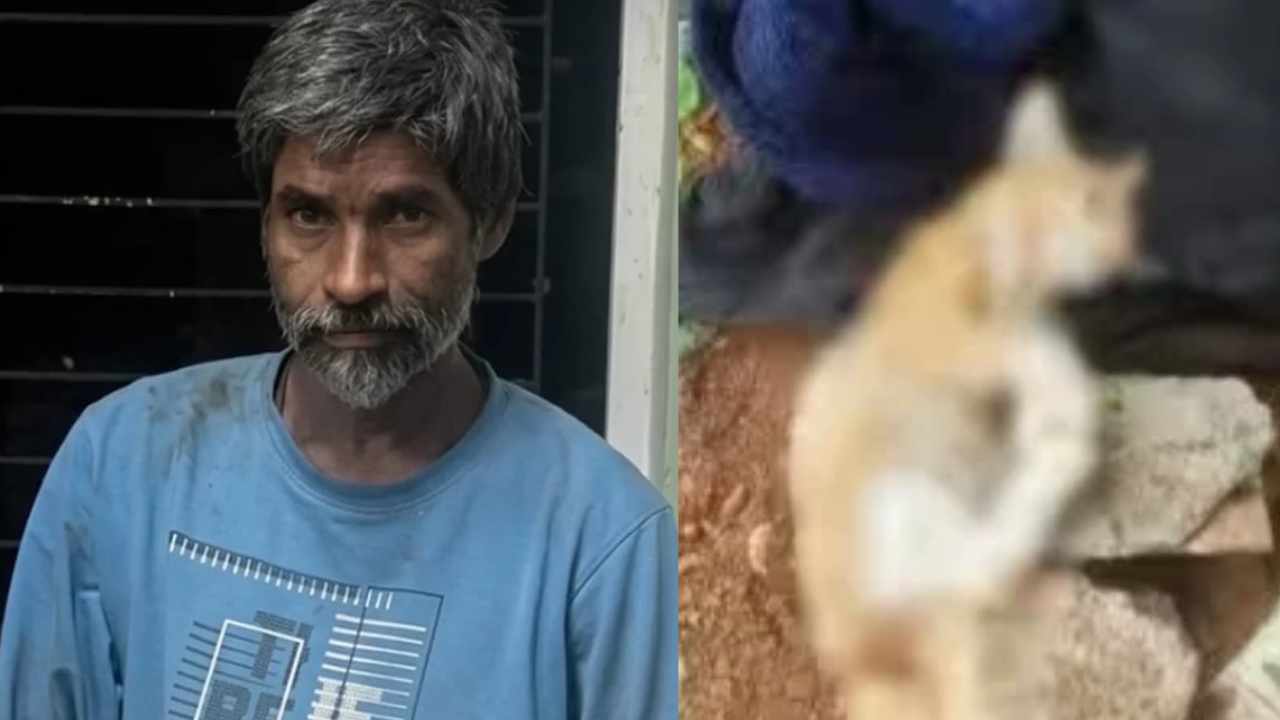 Chembur cat killer gets bail day after arrest, activists upset