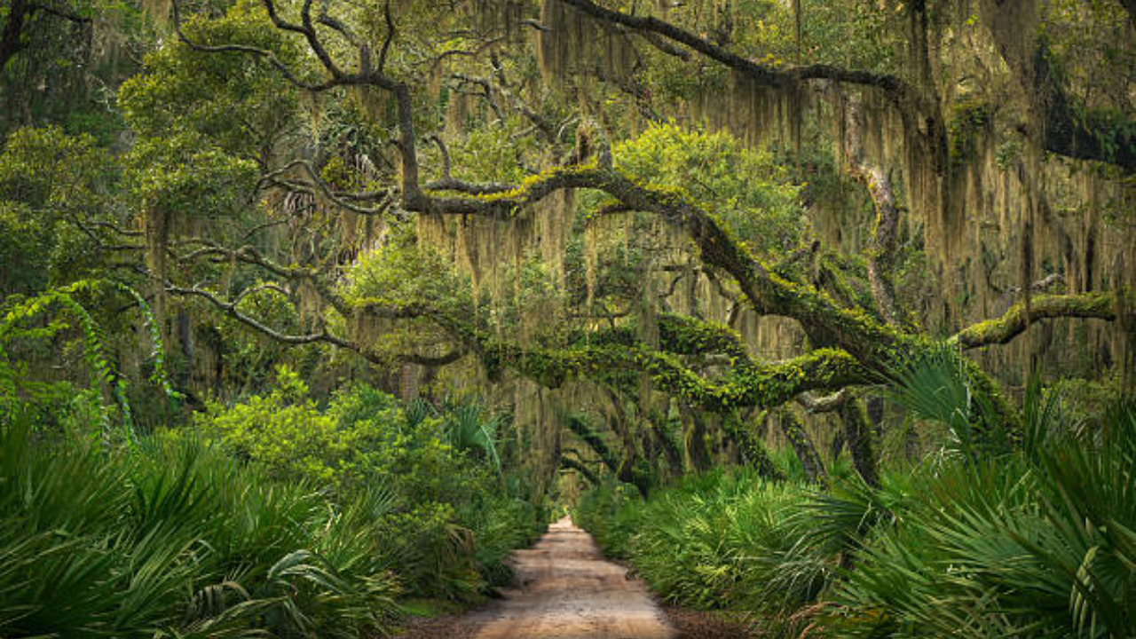 US may swap federal land on Georgia’s Cumberland Island for private parcels; conservation rules could reshape what happens next