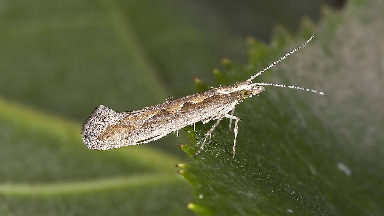 3 years of extreme heat made diamondback moths develop faster and survive better