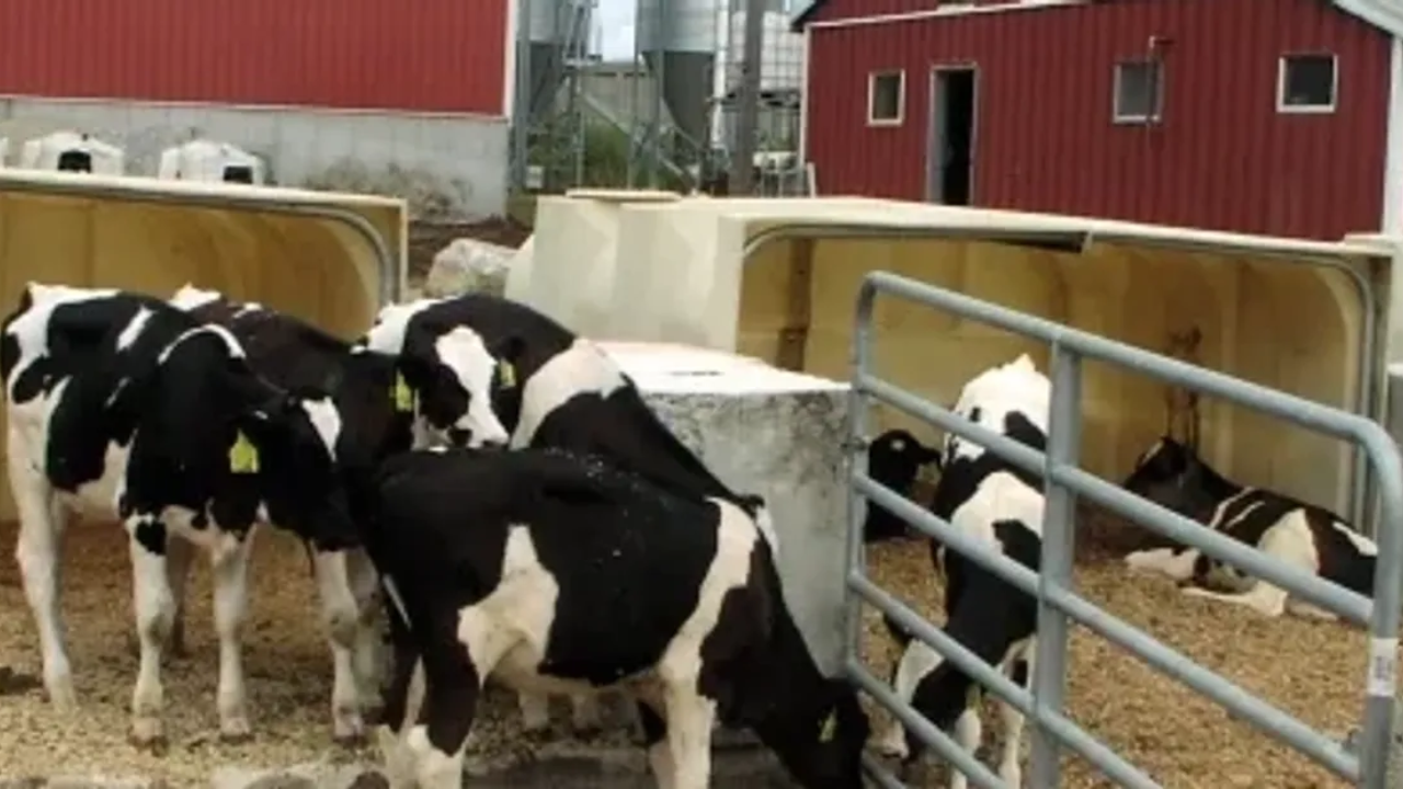 Massachusetts dairy turned cow manure and food waste into energy; it now saves thousands on heat, fertiliser and bedding