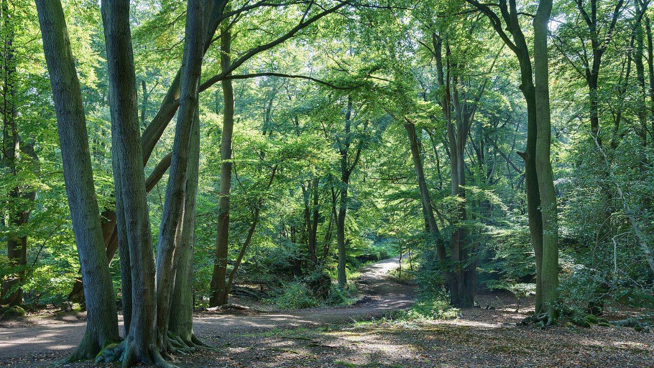 Britain planted woodland on farmland; 25 years later, it still differed from ancient woods