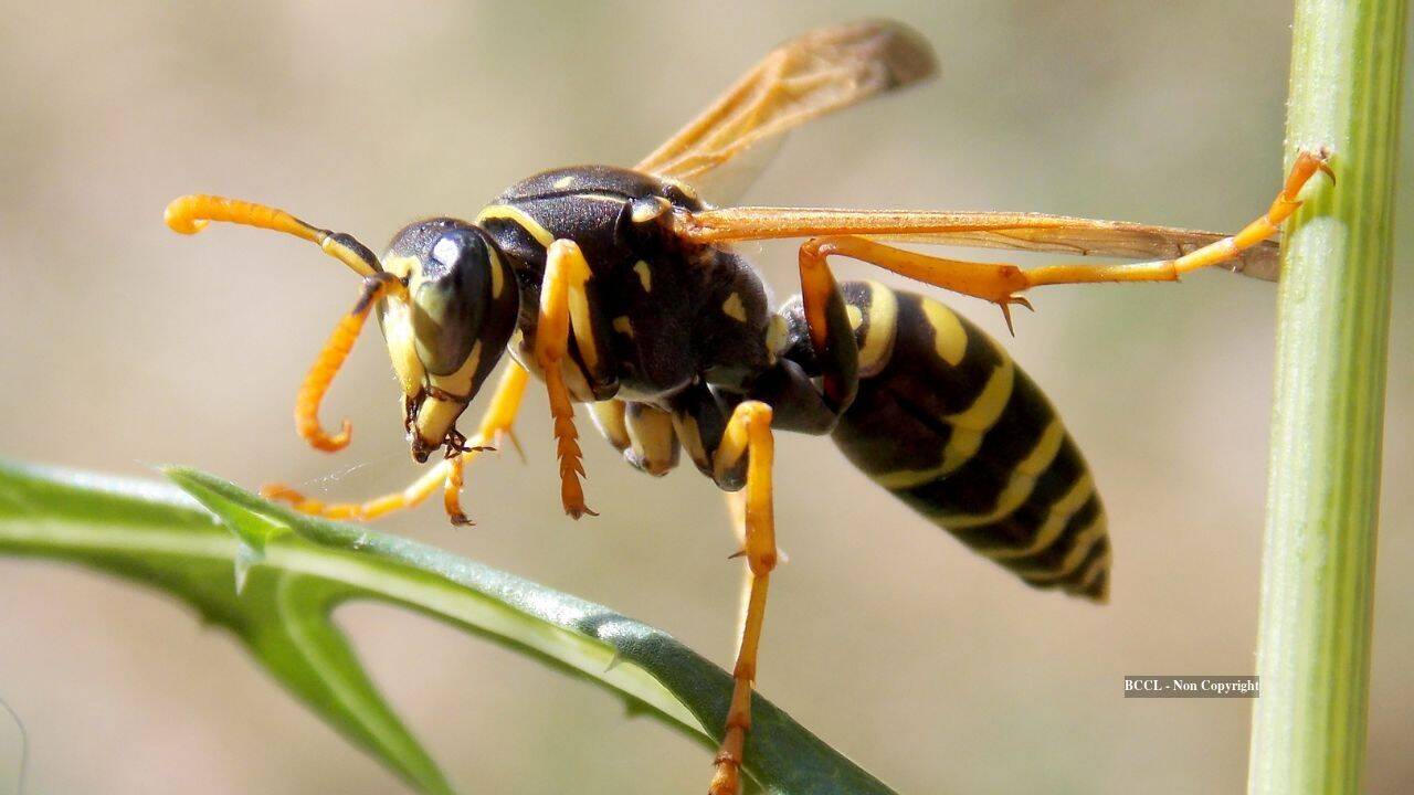 Britain’s wasps are unusually scarce this summer, leaving researchers struggling to find them