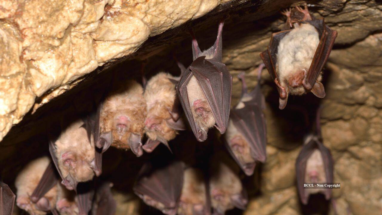 Why some bats live 50 years: Longevity genes overlap with cancer and virus defenses