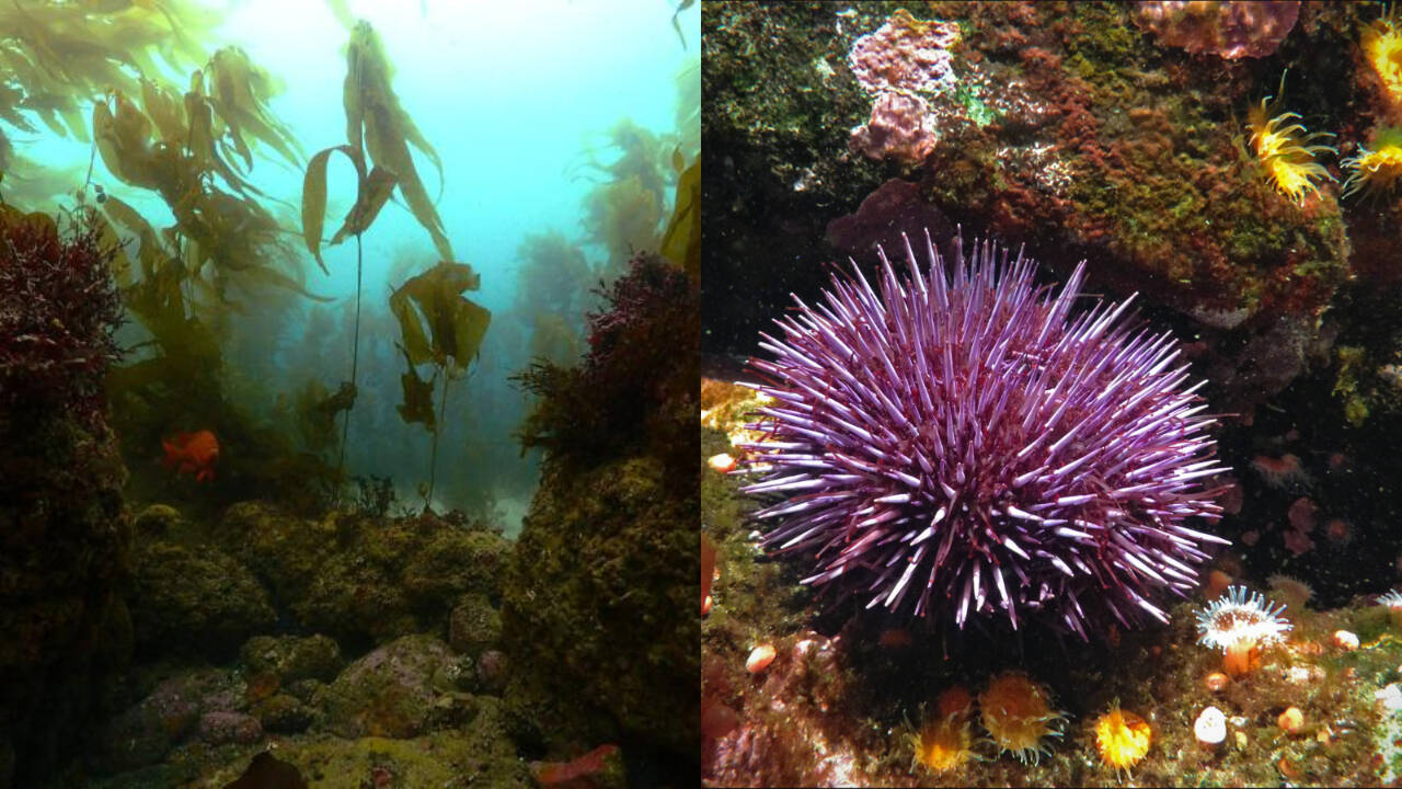 California removed millions of urchins; 55 acres of Kelp forest returned