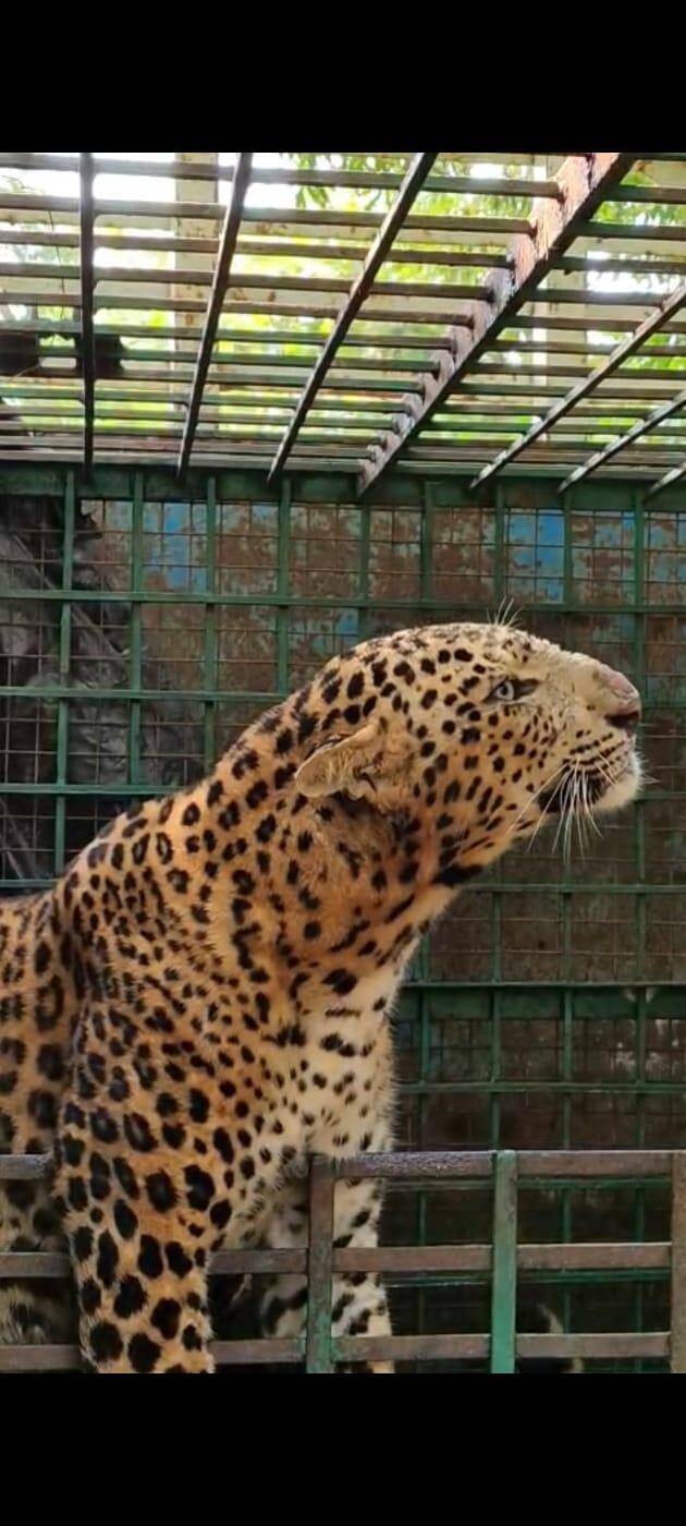 Wildlife Rescue Triumph in Uttar Pradesh as Forest Department Secures Stranded Leopard in Katarniaghat
