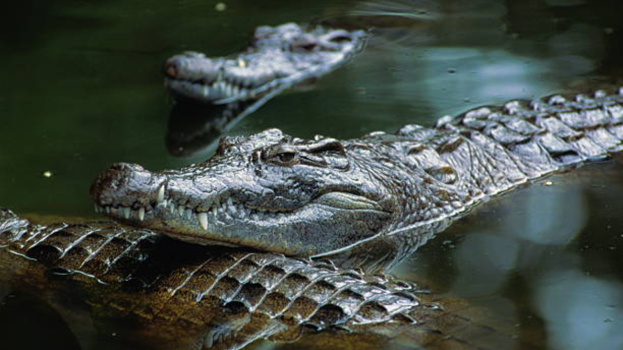 Israel’s crocodile prison plan puts wildlife protection and land use under scrutiny