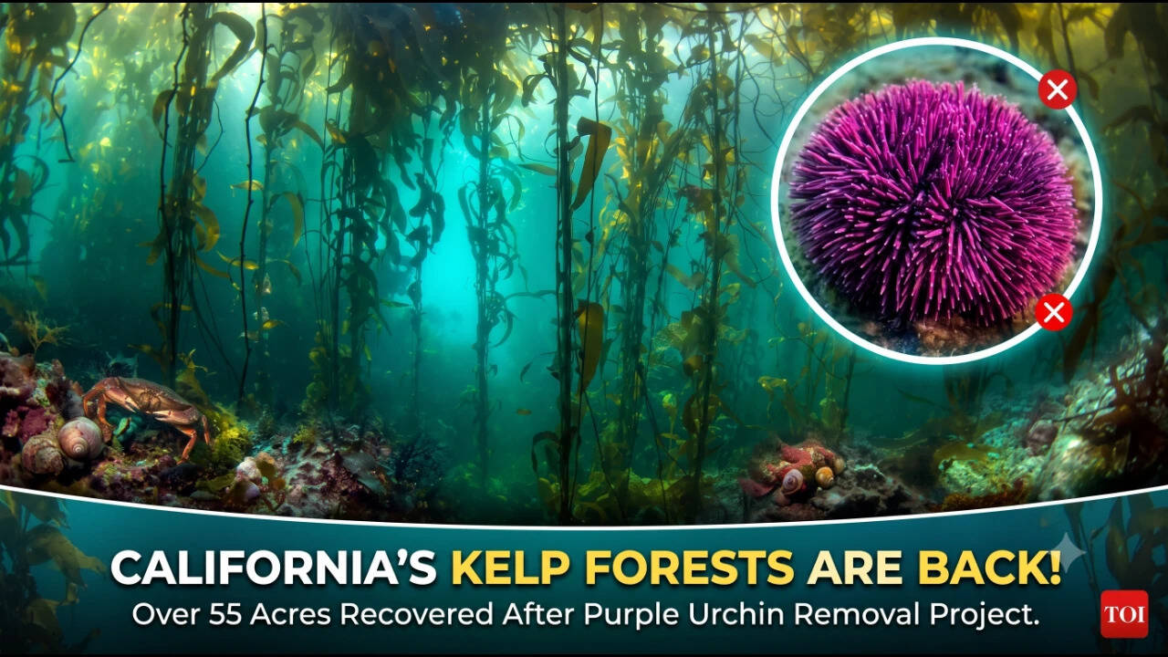 California removed millions of purple urchins; 55 acres of kelp forest returned