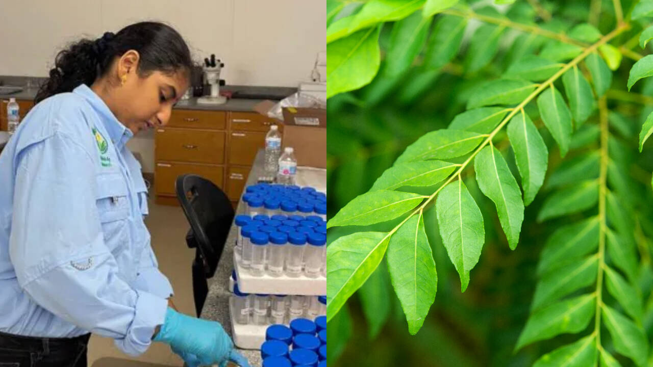 17-year-old builds curry leaf treatment and AI tool to fight citrus greening