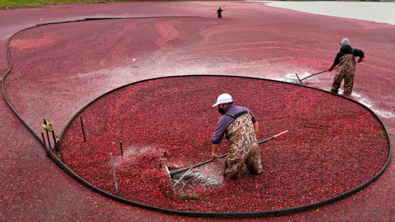 In 2018, Massachusetts removed the first of two old dams from former cranberry bogs; by 2020...
