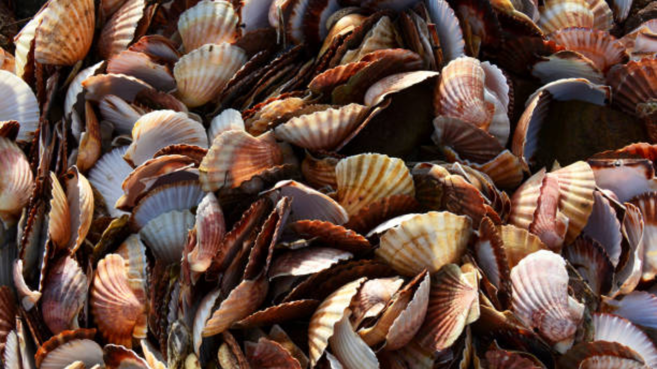 Japanese village turns 40,000 tonnes of scallop shells into stronger helmets