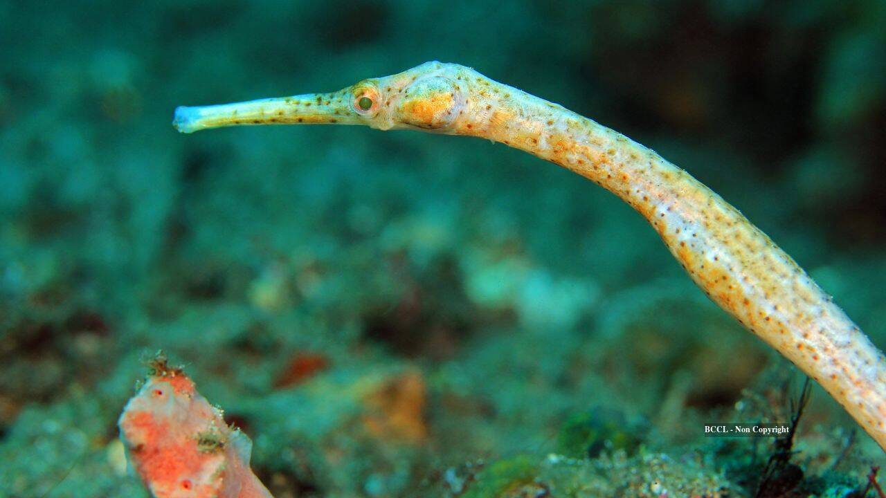 Fish unseen by scientists for 40 years rediscovered in Papua New Guinea