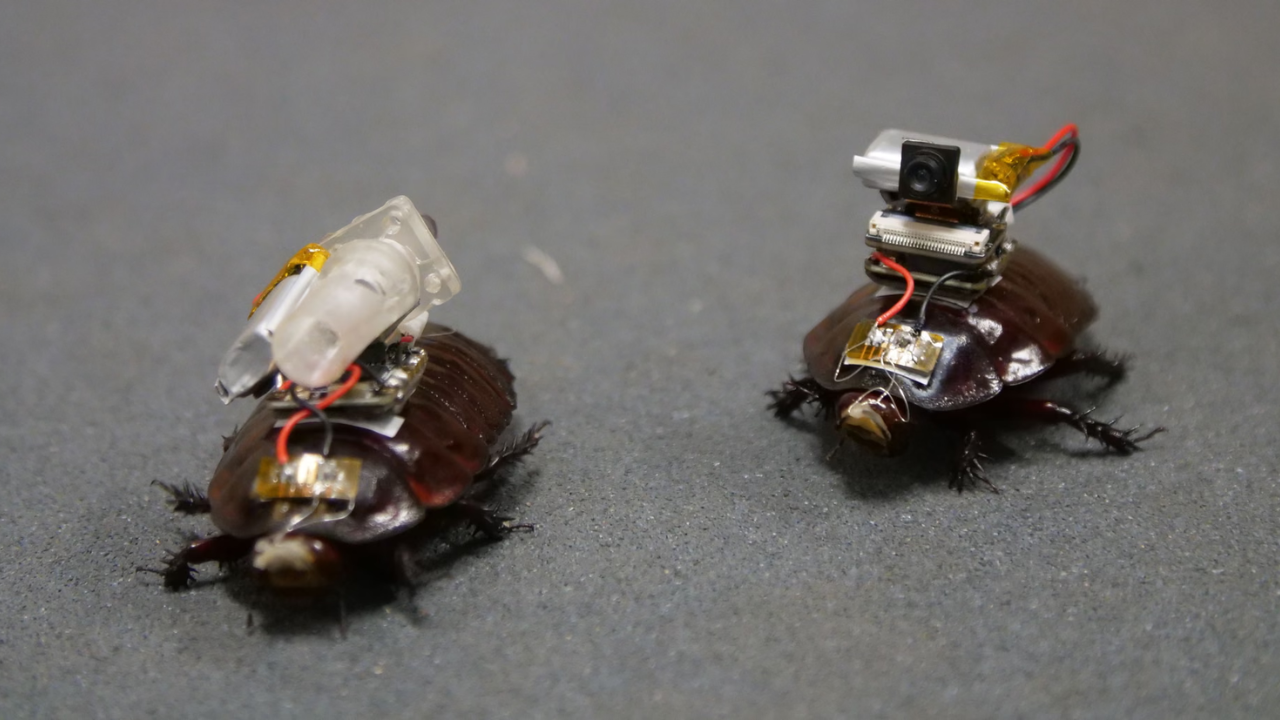 Australian scientists create cyborg cockroach to help find disaster victims
