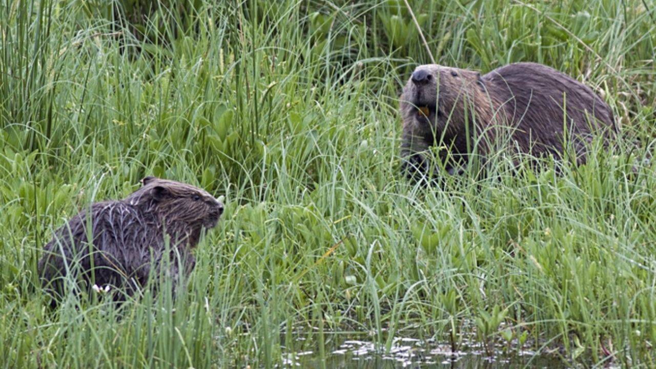 Britain released two beavers into a 10-hectare forest; peak water flow fell 46.6% in 5 years