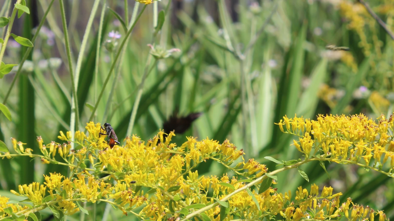 Cow Creek Wildfire: Florida forest rebounds with flowers and pollinators; shows fire-shaped ecology