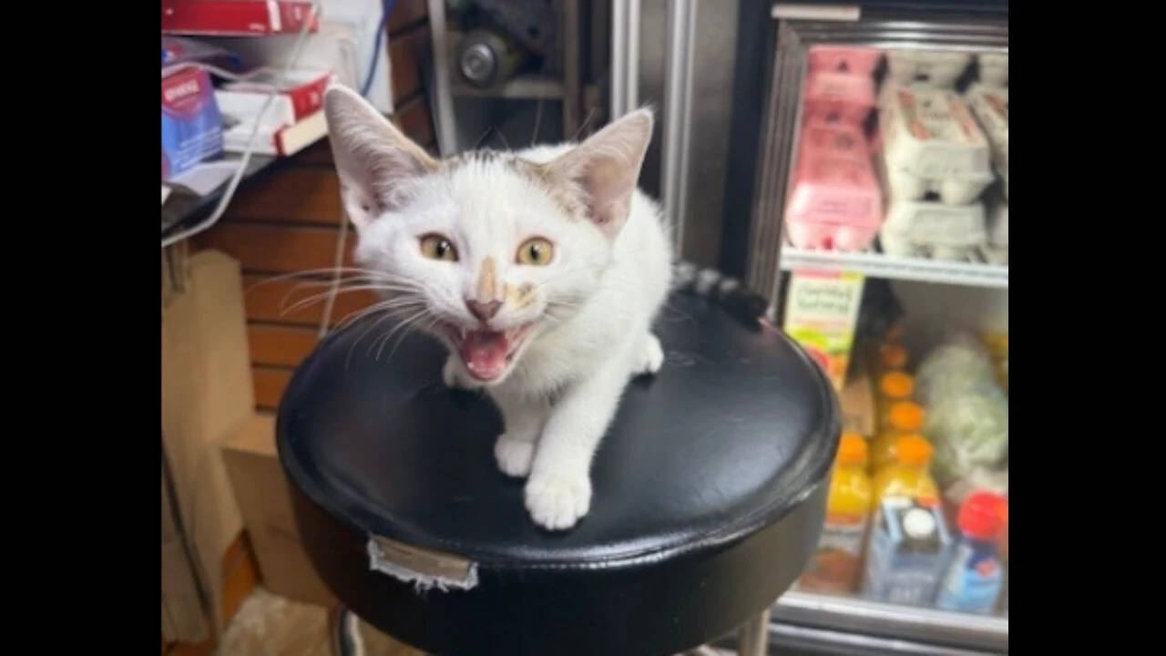 NYC bodega cat Jabal returned after being snatched from street, owner had announced $500 no-questions-asked reward; woman in custody