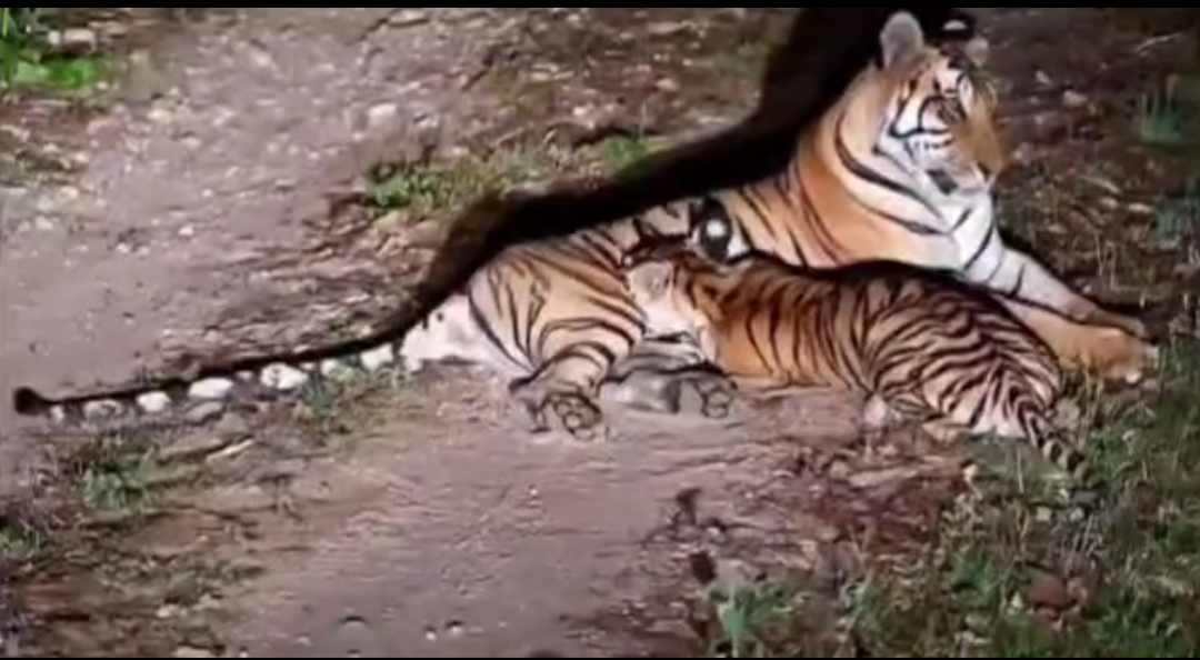 Conservation Authorities Initiate Tigress Relocation Protocol to Buxa Reserve