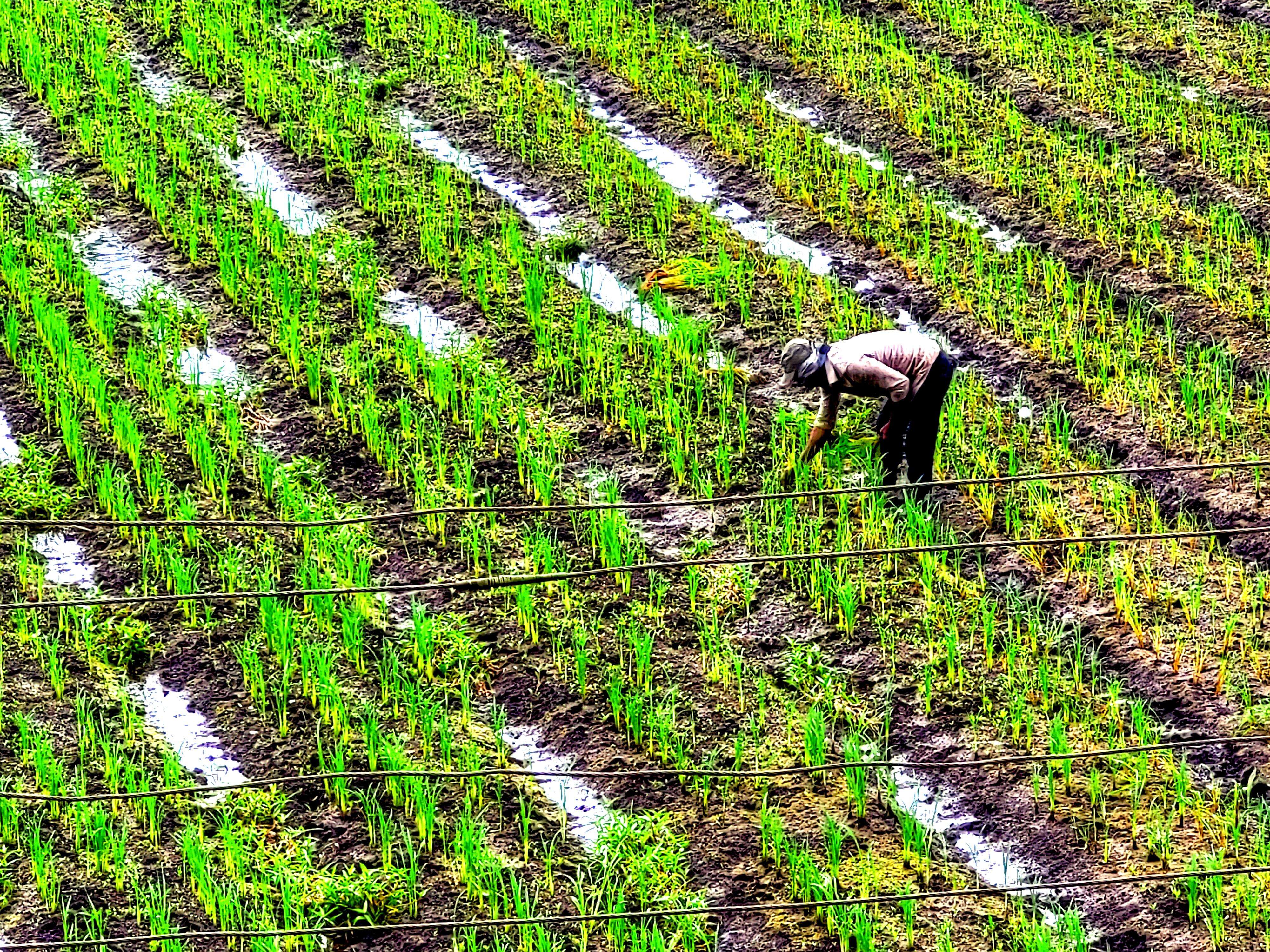 Monsoonal Deficit Deepens Agrarian Distress Across Maharashtra