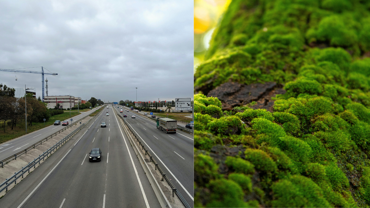 Scientists hung clean moss beside Russian highways to catch traffic pollution