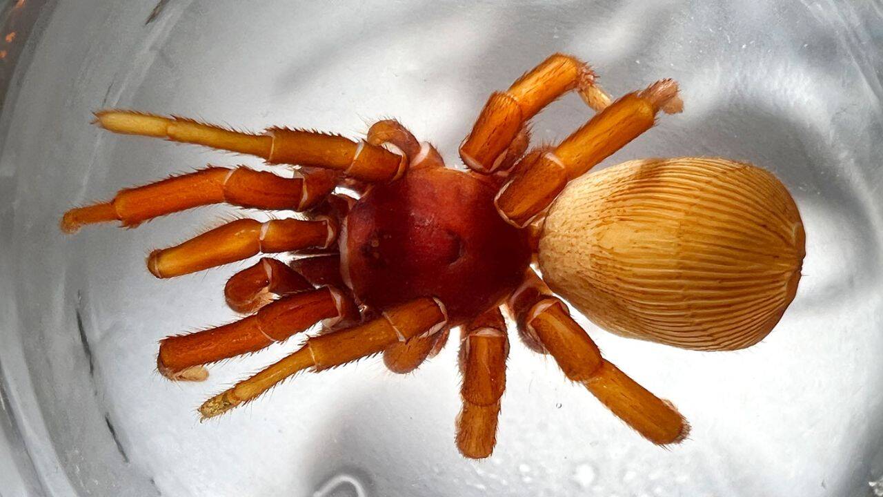 Two amateur spider hunters found a new species named after John Denver