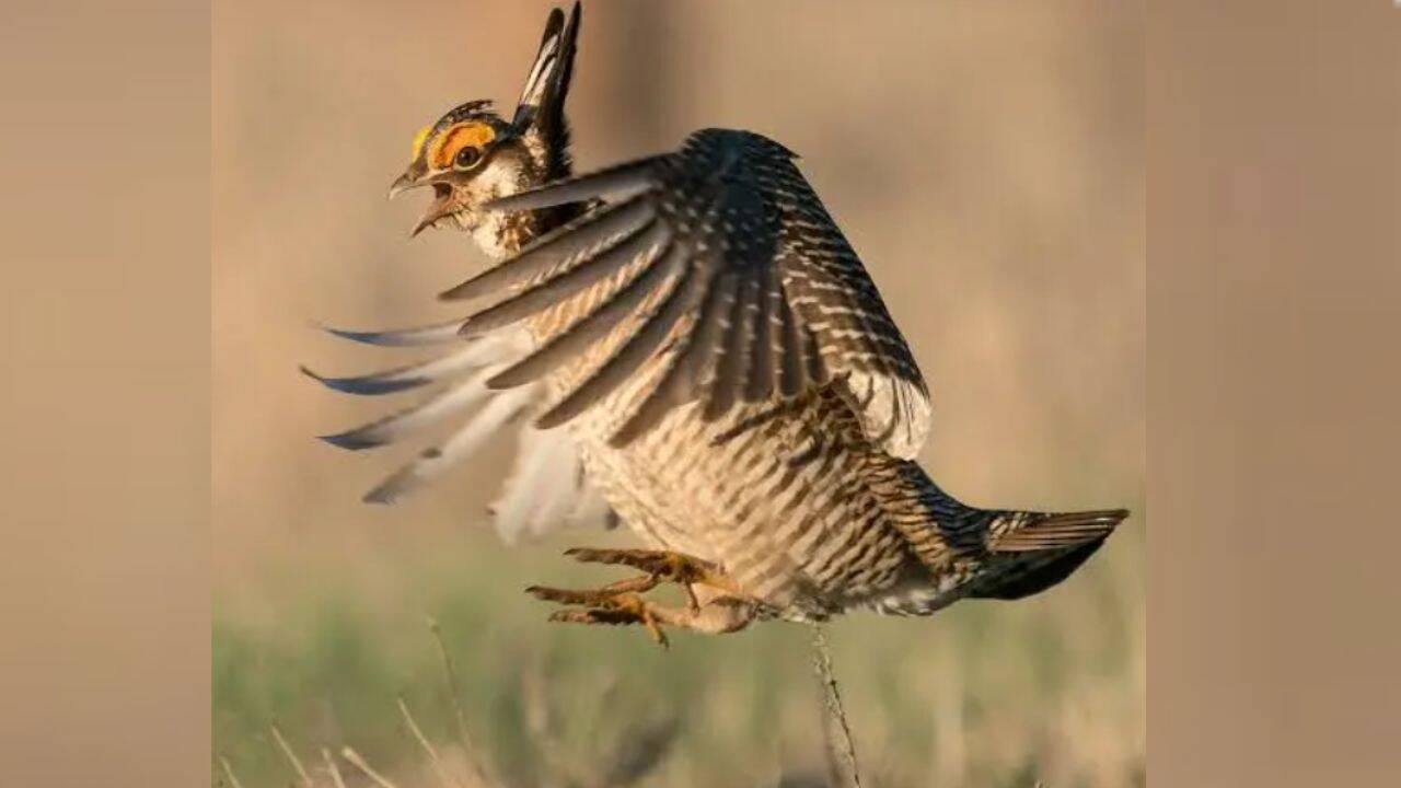 Colorado buys 2,100-acre ranch to help save lesser prairie-chickens from decline