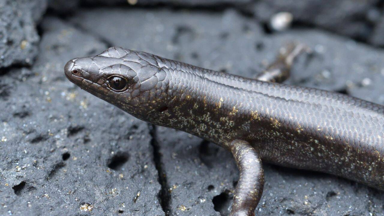 30 pregnant skinks moved to a New Zealand island showed a genetic surprise decades later