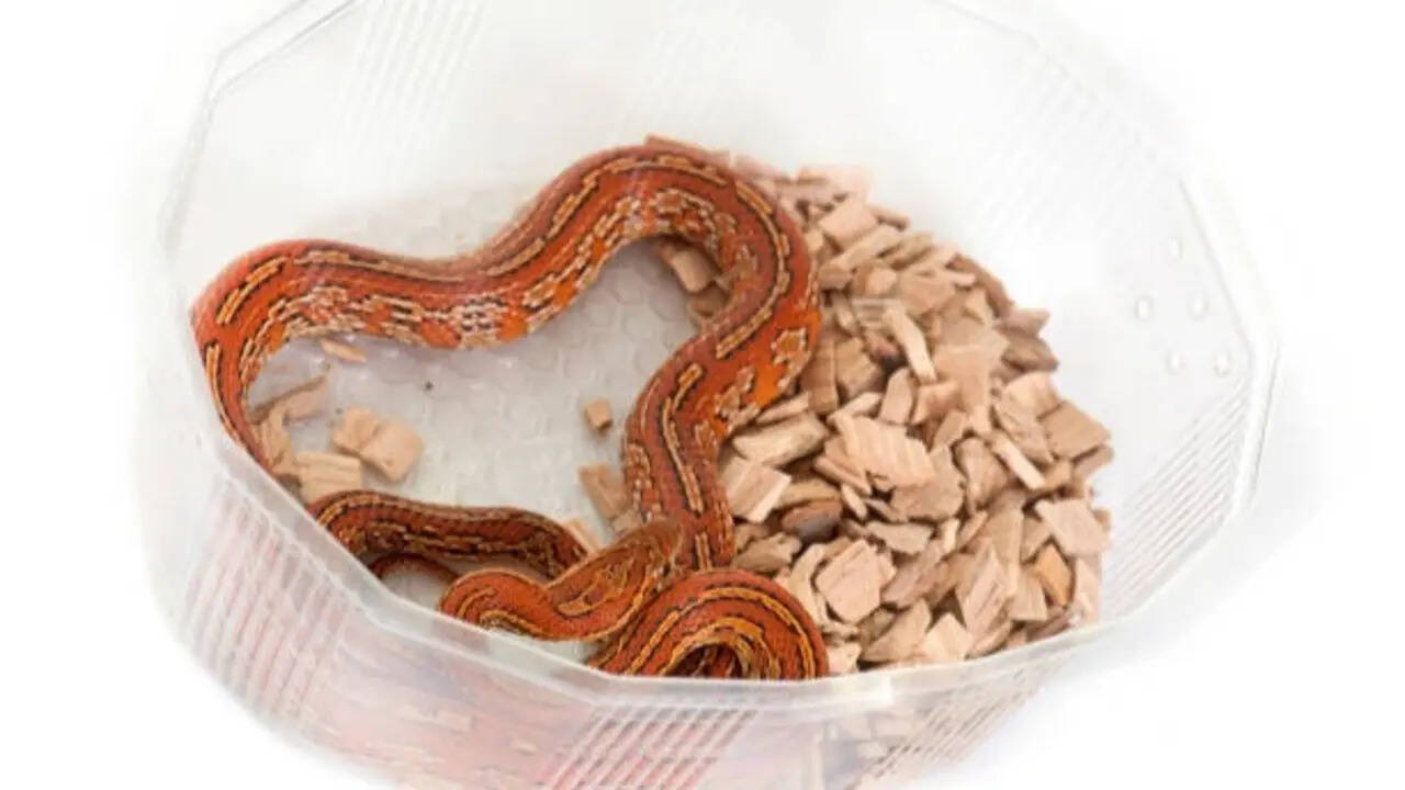 Snakes that love curling around your flower pots: 5 species you may spot in gardens and what attracts them