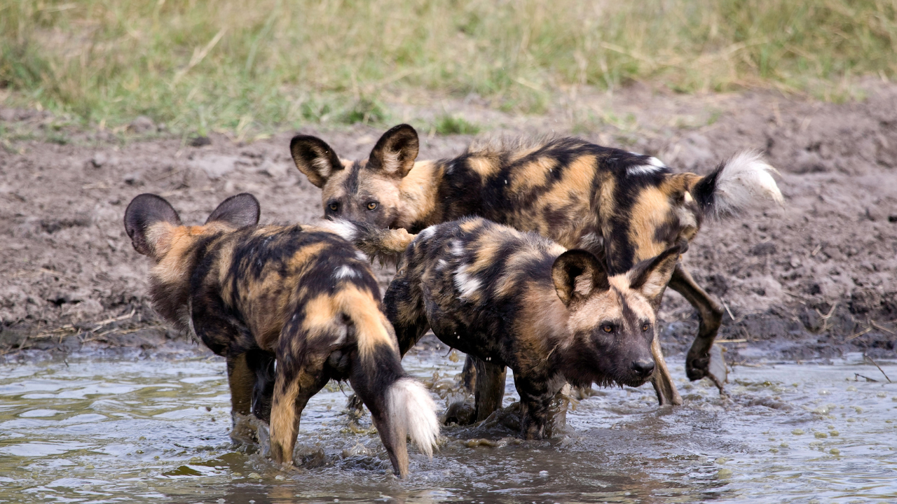 Three African wild dogs travelled 4,126km in longest recorded mammal dispersal