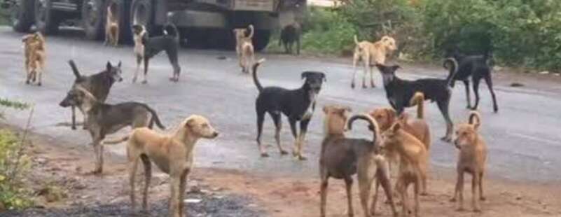 Emergency Staffing Approvals Authorized for Pune Municipal Veterinary Department Amid Stray Animal Crisis