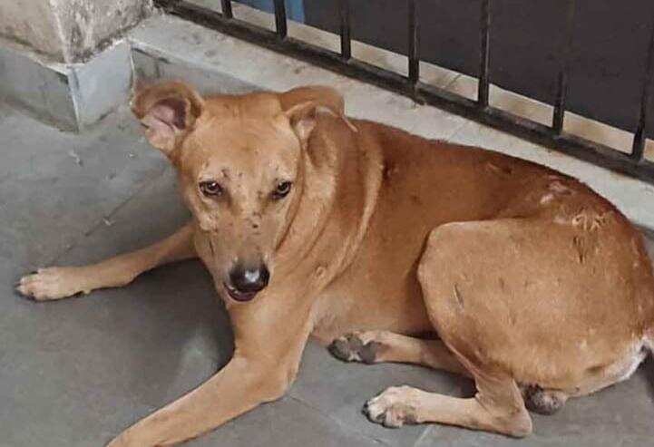 Loyal Stray Dog Maintains Vigil at West Bengal Police Station Following Officer's Passing
