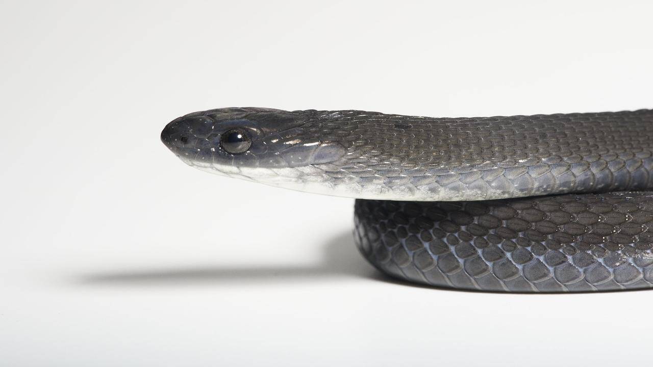 New snake species found in Ethiopia eats only bird eggs