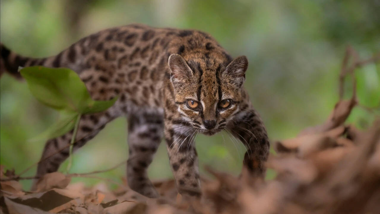 Meet Tilcayo: Tiny wild cat discovered in Bolivia's forests after more than a century