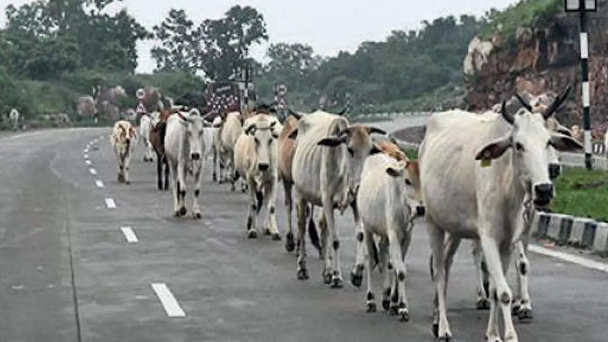 Owners face penalties as govt moves to curb stray cattle on highways, e-ways